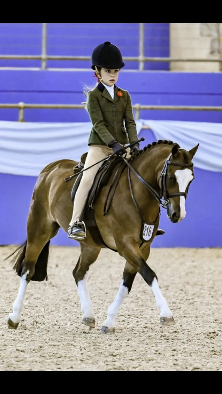 A young rider competing on a well-fitted hunter pony in the show ring