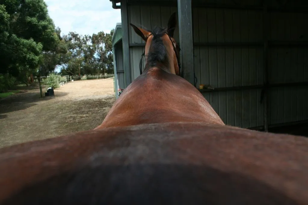 Assessing a horse's back shape for remote saddle fitting