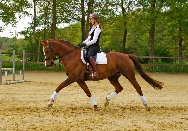 Rider and horse working in harmony with a well-fitted saddle