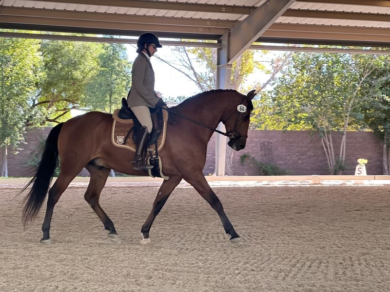 A Good Year for Impala Pro, Suzannah Monoflap & Sienna Dressage Saddles....& T&T
