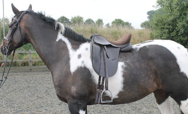 saddle-template4
