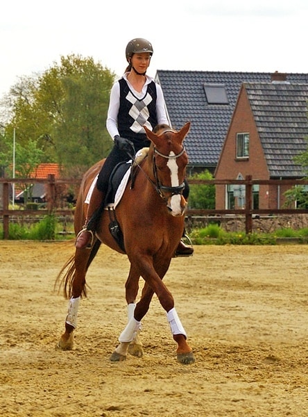 From The Netherlands