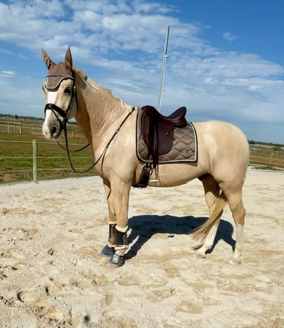 "So in love with the saddle"