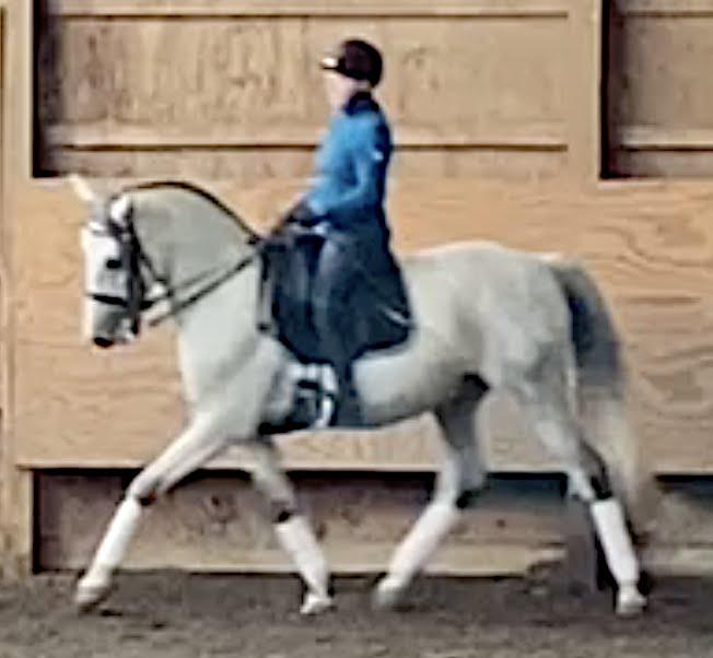 "We now feel comfortable asking horses to work"